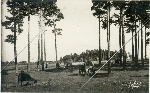 43130-121.jpg